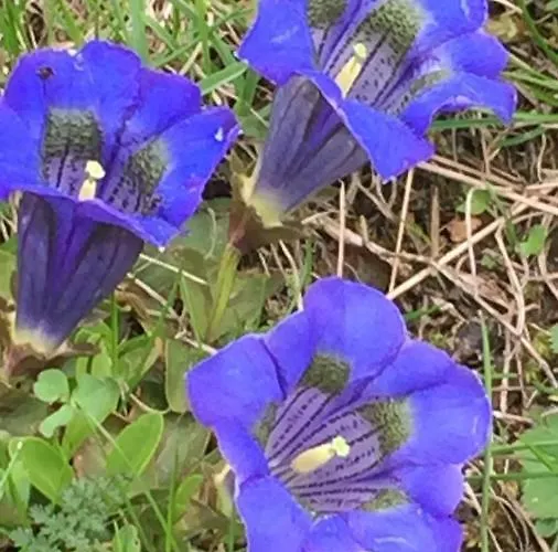 Apartament Haus Heidi Bergblick Turracher Hohe