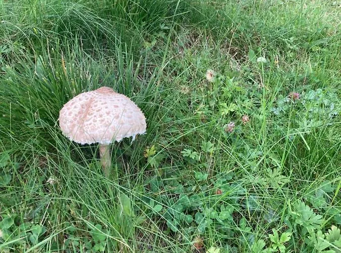 Apartament Haus Heidi Bergblick *